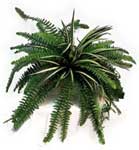 Bostern Fern & Spider Mix